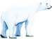 Polar bear